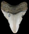 Bargain, Megalodon Tooth - North Carolina #54779-2